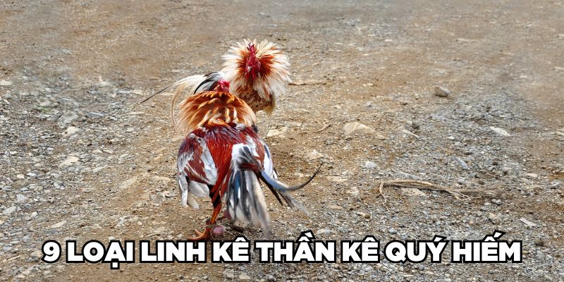 Cùng Jun88 Nhận Diện Gà Linh Kê Thần Kê Cực Hiếm Hiện Nay 3 9 loại Linh Kê Thần Kê quý hiếm