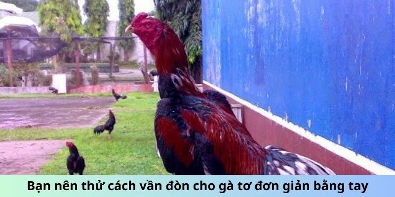 Cách Vần Đòn Cho Gà Tơ - Phương Pháp Huấn Luyện Hiệu Quả 2 Bạn nên thử cách vần đòn cho gà tơ đơn giản bằng tay
