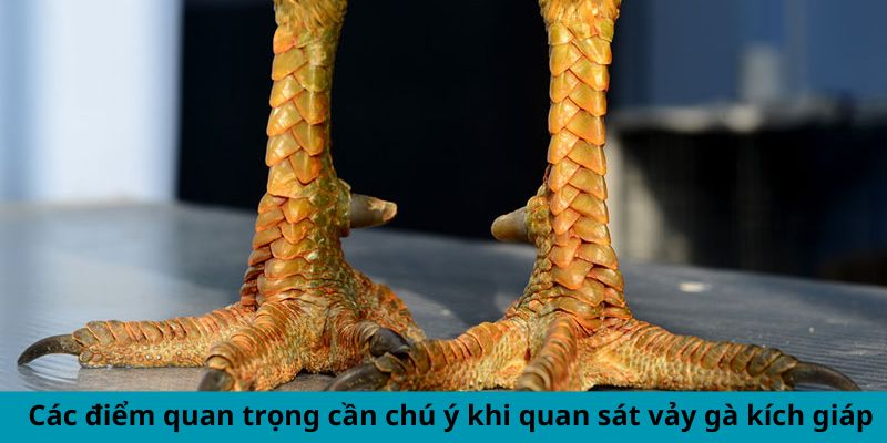 Vảy Gà Kích Giáp - Dấu Hiệu Chiến Kê Hùng Mạnh Hàng Đầu 2 Các điểm quan trọng cần chú ý khi quan sát vảy gà kích giáp