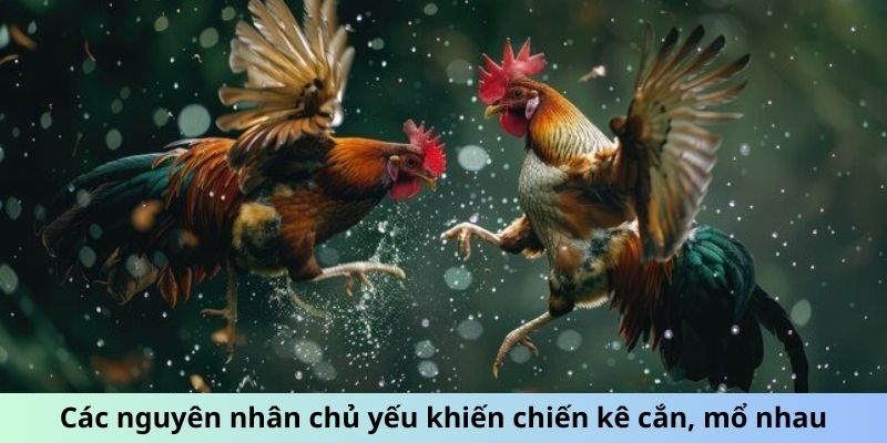 Cách Giúp Gà Đá Không Mổ Nhau Giữ Chiến Kê Hòa Bình 1 Các nguyên nhân chủ yếu khiến chiến kê cắn, mổ nhau
