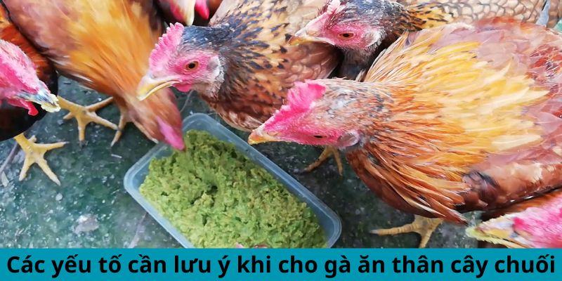 Cách Cho Gà Ăn Thân Cây Chuối Đúng Cách Hiệu Quả Bất Ngờ 3 Các yếu tố cần lưu ý khi cho gà ăn thân cây chuối