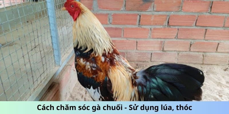 Cách Chăm Sóc Gà Chuối - Mẹo Giữ Chiến Kê Luôn Phong Độ 2 Cách chăm sóc gà Chuối - Sử dụng lúa, thóc