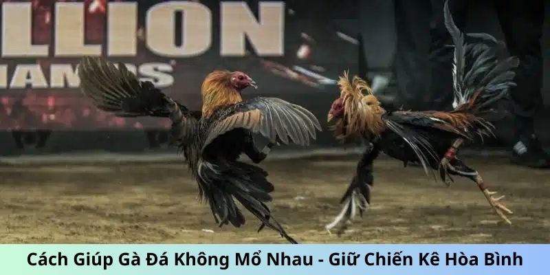 Cách Giúp Gà Đá Không Mổ Nhau Giữ Chiến Kê Hòa Bình 3 Cách giúp gà đá không mổ nhau - Tách đàn kê
