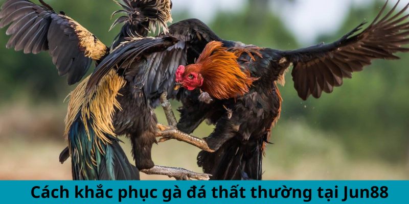 Cách Khắc Phục Gà Đá Thất Thường - Mẹo Duy Trì Phong Độ 3 Cách khắc phục gà đá thất thường tại Jun88