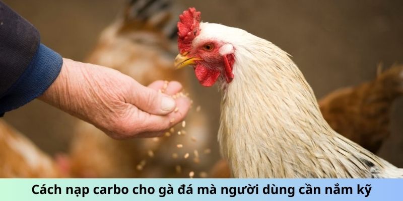 Cách Nạp Carbo Cho Gà Đá - Tối Ưu Hóa Thể Lực Chiến Kê 1 Cách nạp carbo cho gà đá mà người dùng cần nắm kỹ