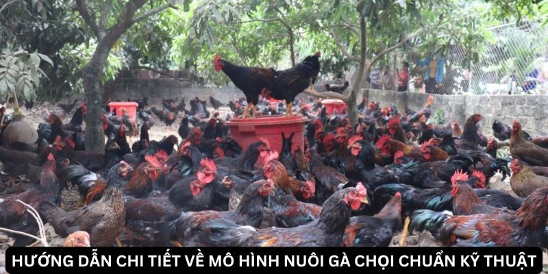 Jun88 Bật Mí Mô Hình Nuôi Gà Chọi Hái Ra Tiền 2024 2 Cách phát triển mô hình nuôi gà chọi bền vững và an toàn