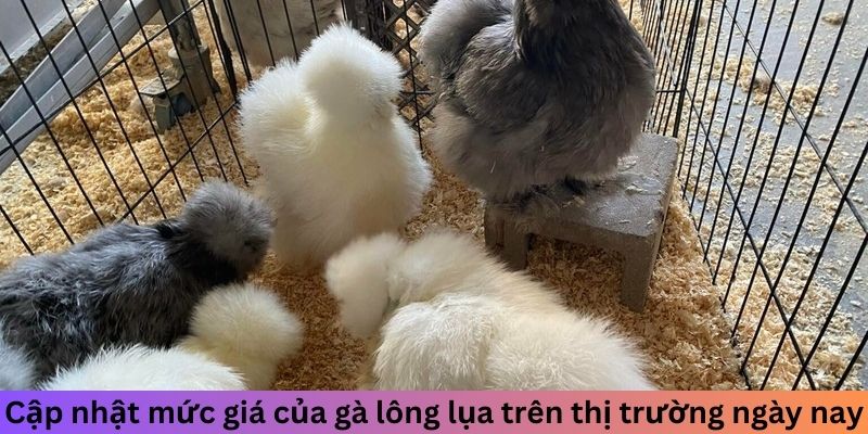 Gà Lông Lụa - Cách Nhận Biết Và Nuôi Dưỡng Chuẩn Nhất 3 Cập nhật mức giá của gà Lông Lụa trên thị trường ngày nay