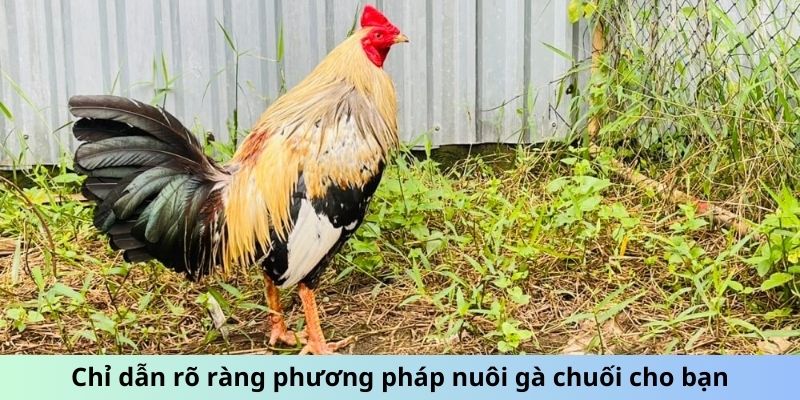 Cách Chăm Sóc Gà Chuối - Mẹo Giữ Chiến Kê Luôn Phong Độ 3 Chỉ dẫn rõ ràng phương pháp nuôi gà Chuối cho bạn