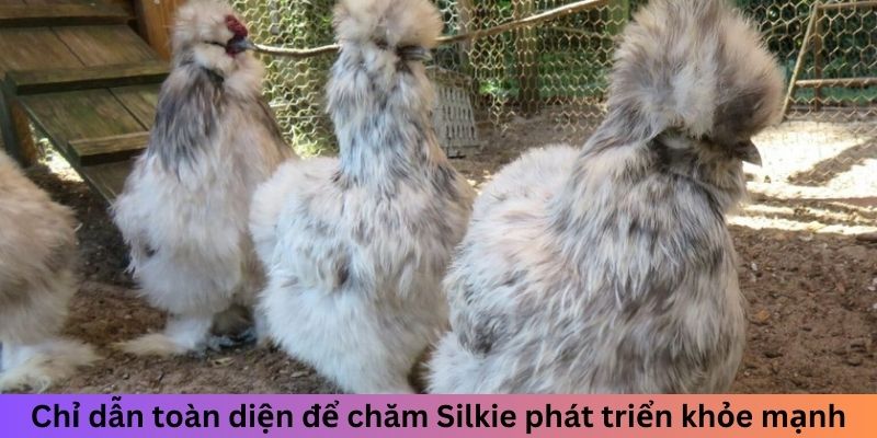 Gà Lông Lụa - Cách Nhận Biết Và Nuôi Dưỡng Chuẩn Nhất 2 Chỉ dẫn toàn diện để chăm Silkie phát triển khỏe mạnh