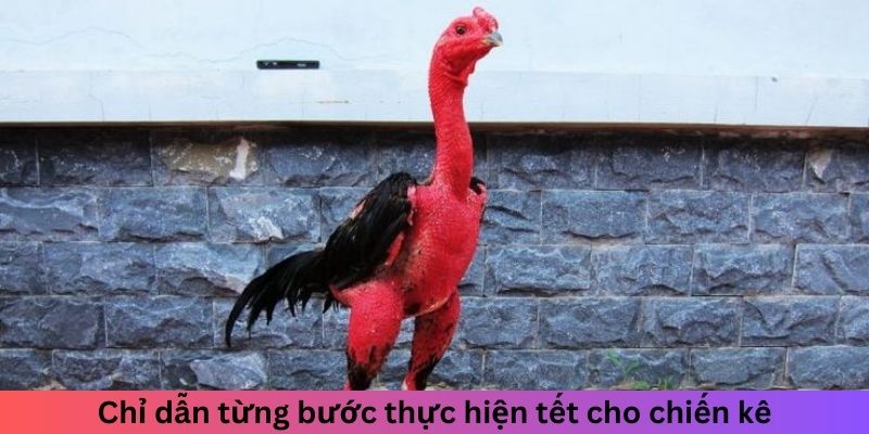 Tết Lông Gà Đá Như Thế Nào Để Tăng Sức Bền Chuẩn Và Đẹp 2 Chỉ dẫn từng bước thực hiện tết cho chiến kê