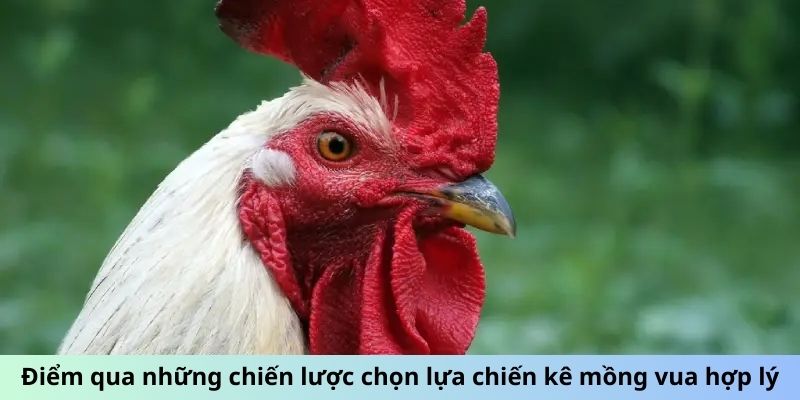 Gà Mồng Vua - Huyền Thoại Đấu Trường Và Sức Mạnh Vô Song 2 Điểm qua những chiến lược chọn lựa chiến kê Mồng Vua hợp lý