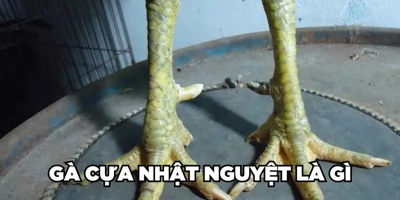 Gà Cựa Nhật Nguyệt Là Gì? Loại Gà Này Đá Có Hay Không? 1 Gà cựa Nhật Nguyệt là gì?