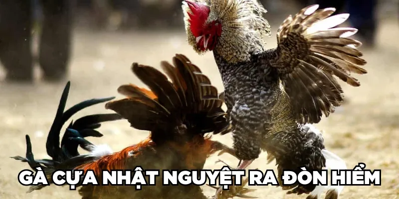 Gà Cựa Nhật Nguyệt Là Gì? Loại Gà Này Đá Có Hay Không? 3 Gà cựa Nhật Nguyệt ra đòn hiểm