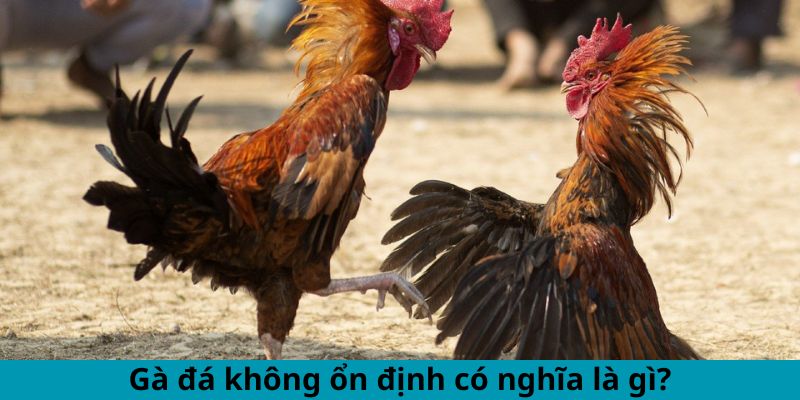 Cách Khắc Phục Gà Đá Thất Thường - Mẹo Duy Trì Phong Độ 1 Gà đá không ổn định có nghĩa là gì?