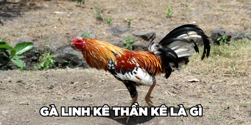 Cùng Jun88 Nhận Diện Gà Linh Kê Thần Kê Cực Hiếm Hiện Nay 1 Gà Linh Kê Thần Kê là gì