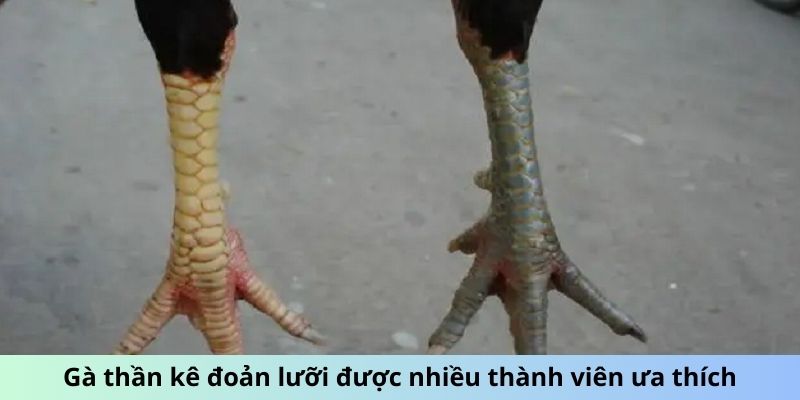 Vảy Gà Chọi Thần Kê - Lợi Thế Tiềm Ẩn Từ Lớp Vảy Bất Bại 2 Gà thần kê Đoản Lưỡi được nhiều thành viên ưa thích