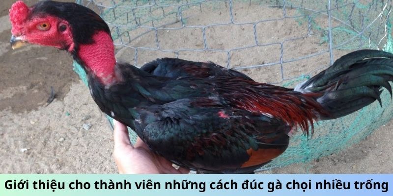 Cách Đúc Gà Chọi Nhiều Trống - Bí Quyết Sinh Sản Đột Phá 1 Giới thiệu cho thành viên những cách đúc gà chọi nhiều trống