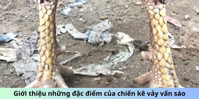 Gà Chọi Vảy Vấn Sáo - Giải Mã Sức Hút Của Giống Gà Quý 1 Giới thiệu những đặc điểm của chiến kê vảy Vấn Sáo