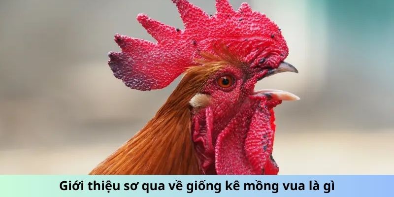 Gà Mồng Vua - Huyền Thoại Đấu Trường Và Sức Mạnh Vô Song 1 Giới thiệu sơ qua về giống kê Mồng Vua là gì?