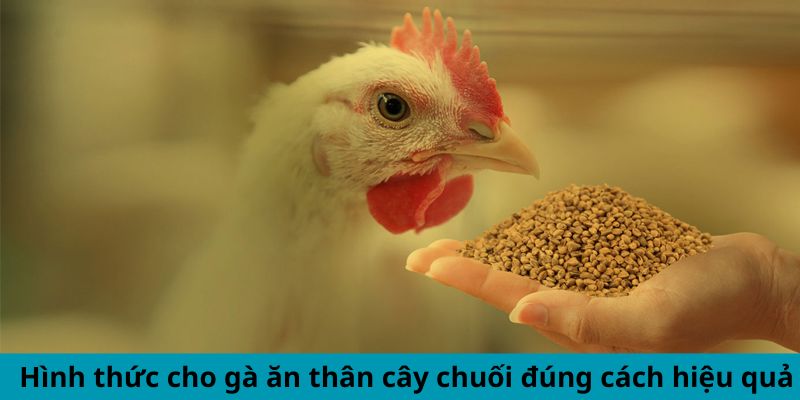 Cách Cho Gà Ăn Thân Cây Chuối Đúng Cách Hiệu Quả Bất Ngờ 2 Hình thức cho gà ăn thân cây chuối đúng cách hiệu quả