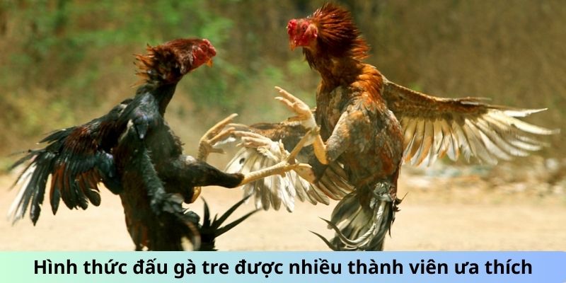 Đá Gà Trực Tiếp Hôm Nay 666 Với Các Chiến Kê Máu Lửa 2 Hình thức đấu gà tre được nhiều thành viên ưa thích