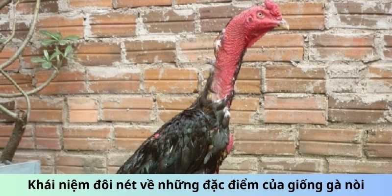 Gà chọi Nòi - Giống Gà Nổi Danh Với Lối Đá Sắc Bén 1 Khái niệm đôi nét về những đặc điểm của giống gà Nòi