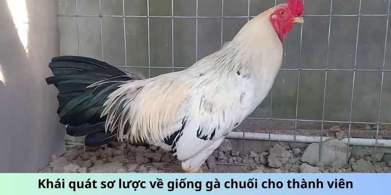 Cách Chăm Sóc Gà Chuối - Mẹo Giữ Chiến Kê Luôn Phong Độ 1 Khái quát sơ lược về giống gà Chuối cho thành viên