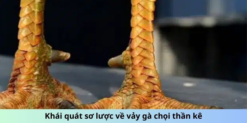 Vảy Gà Chọi Thần Kê - Lợi Thế Tiềm Ẩn Từ Lớp Vảy Bất Bại 1 Khái quát sơ lược về vảy gà chọi thần kê