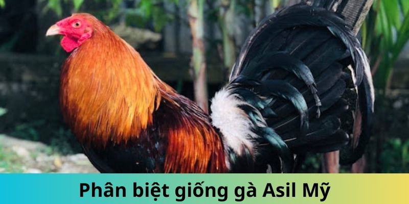 Gà Asil Mỹ - Giống Thần Kê Được Đông Đảo Kê Sư Săn Lùng 2 Khám phá các đặc điểm phân biệt Asil Mỹ đơn giản