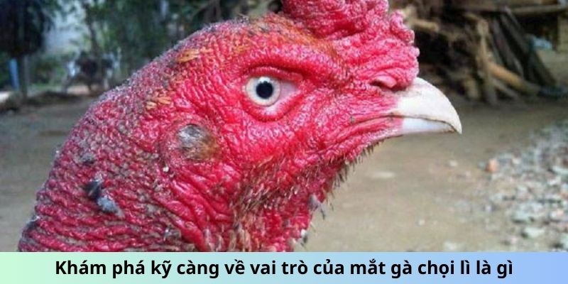 Mắt Gà chọi Lì - Dấu Hiệu Chiến Kê Gan Lì, Sắt Đá Nhất 2 Khám phá kỹ càng về vai trò của mắt gà chọi Lì là gì