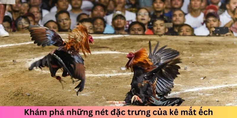 Gà Chọi Mắt Ếch - Chiến Kê Đáng Sợ Làm Đối Thủ Dè Chừng 1 Khám phá những nét đặc trưng của kê mắt ếch