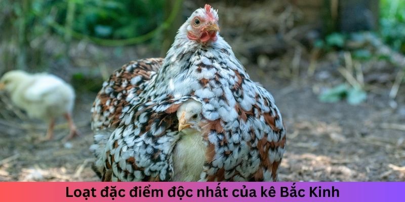 Gà Bắc Kinh - Tìm Hiểu Từ Trung Quốc Đến Toàn Thế Giới 2 Loạt đặc điểm độc nhất của kê Bắc Kinh