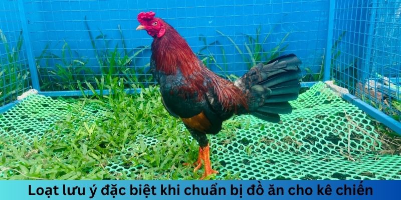 Ngũ Cốc Đá Gà Gồm Những Gì? Chế Độ Dinh Dưỡng Hoàn Hảo 3 Loạt lưu ý đặc biệt khi chuẩn bị đồ ăn cho kê chiến