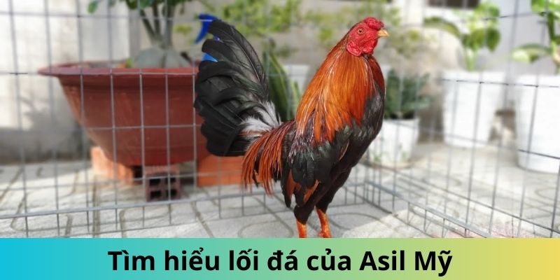 Gà Asil Mỹ - Giống Thần Kê Được Đông Đảo Kê Sư Săn Lùng 3 Lối đá sung mãn của các giống thần kê 2024