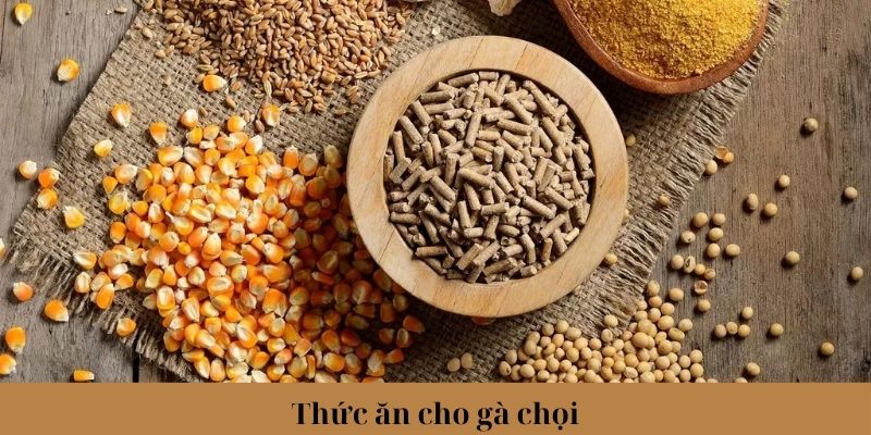 Thức Ăn Cho Gà Chọi Phổ Biến Và Lưu Ý Khi Lựa Chọn 3 Lưu ý khi sử dụng, bảo quản thức ăn cho gà chọi