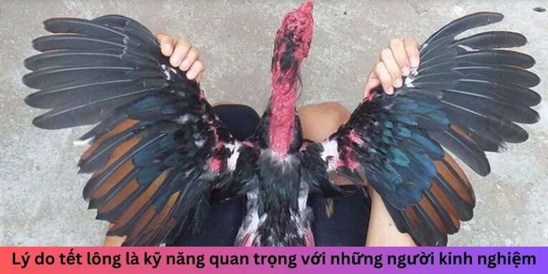 Tết Lông Gà Đá Như Thế Nào Để Tăng Sức Bền Chuẩn Và Đẹp 1 Lý do tết lông là kỹ năng quan trọng với những người kinh nghiệm