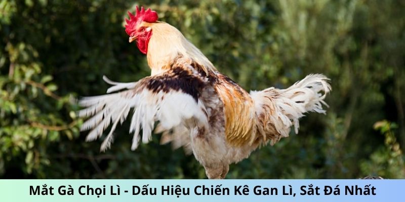 Mắt Gà chọi Lì - Dấu Hiệu Chiến Kê Gan Lì, Sắt Đá Nhất 3 mắt gà chọi lì