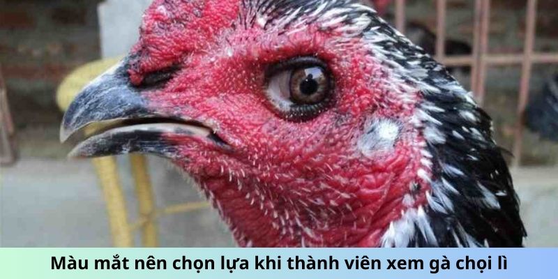 Mắt Gà chọi Lì - Dấu Hiệu Chiến Kê Gan Lì, Sắt Đá Nhất 1 Màu mắt nên chọn lựa khi thành viên xem gà chọi Lì