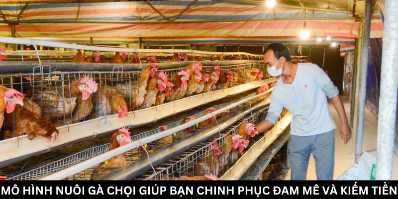 Jun88 Bật Mí Mô Hình Nuôi Gà Chọi Hái Ra Tiền 2024 3 Mô hình nuôi gà chọi: Chuẩn bị kỹ thuật cho người mới bắt đầu