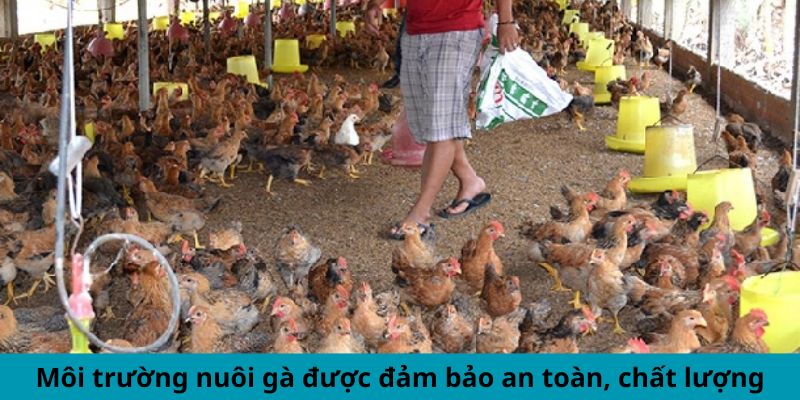 Cập Nhật Thông Tin Mới Nhất Xoay Quanh Trại Gà Cao Lãnh 2 Môi trường nuôi gà được đảm bảo an toàn, chất lượng