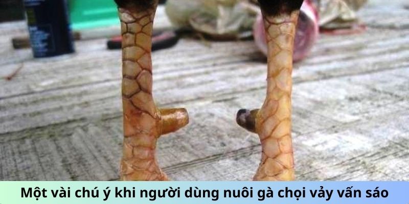 Gà Chọi Vảy Vấn Sáo - Giải Mã Sức Hút Của Giống Gà Quý 3 Một vài chú ý khi người dùng nuôi gà chọi vảy Vấn Sáo
