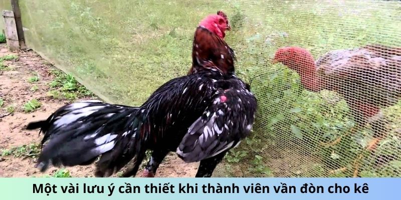 Cách Vần Đòn Cho Gà Tơ - Phương Pháp Huấn Luyện Hiệu Quả 3 Một vài lưu ý cần thiết khi thành viên vần đòn cho kê