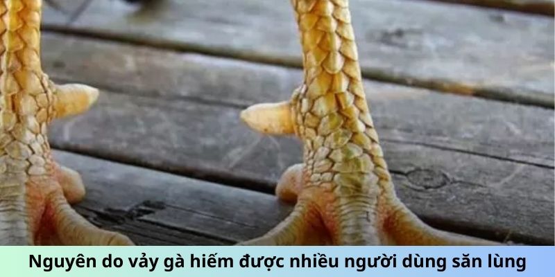 Vảy Gà Quý - Chiến Kê Bất Bại Với Đặc Điểm Vảy Đặc Biệt 1 Nguyên do vảy gà hiếm được nhiều người dùng săn lùng