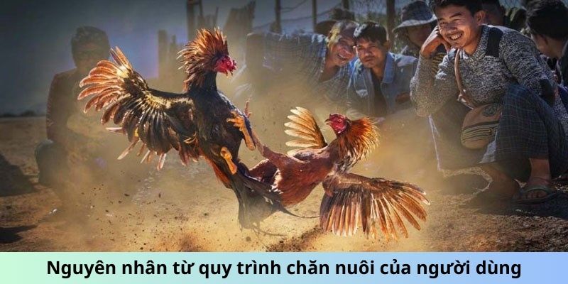 Cách Giúp Gà Đá Không Mổ Nhau Giữ Chiến Kê Hòa Bình 2 Nguyên nhân từ quy trình chăn nuôi của người dùng