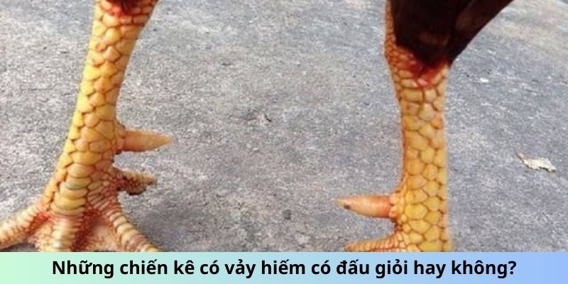 Vảy Gà Quý - Chiến Kê Bất Bại Với Đặc Điểm Vảy Đặc Biệt 3 Những chiến kê có vảy hiếm có đấu giỏi hay không?