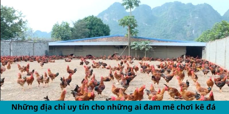 Cập Nhật Thông Tin Mới Nhất Xoay Quanh Trại Gà Cao Lãnh 3 Những địa chỉ uy tín cho những ai đam mê chơi gà đá