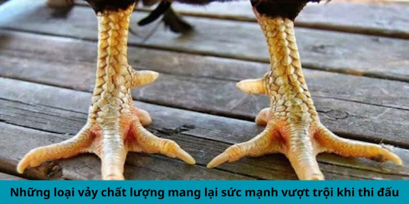 Vảy Gà Kích Giáp - Dấu Hiệu Chiến Kê Hùng Mạnh Hàng Đầu 3 Những loại vảy chất lượng mang lại sức mạnh vượt trội khi thi đấu
