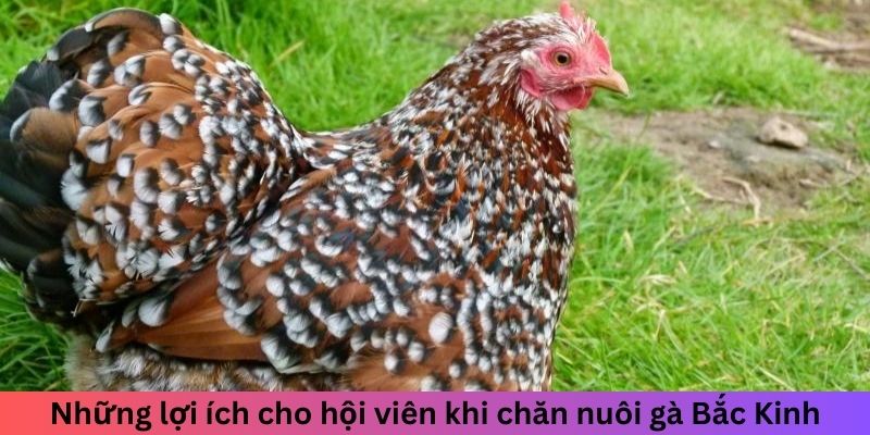 Gà Bắc Kinh - Tìm Hiểu Từ Trung Quốc Đến Toàn Thế Giới 3 Những lợi ích cho hội viên khi chăn nuôi gà Bắc Kinh