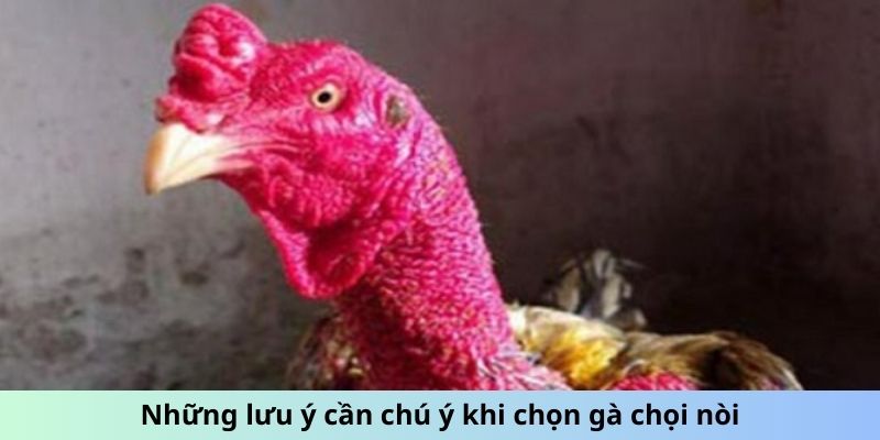 Gà chọi Nòi - Giống Gà Nổi Danh Với Lối Đá Sắc Bén 3 Những lưu ý cần chú ý khi chọn Gà chọi Nòi