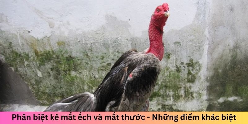Gà Chọi Mắt Ếch - Chiến Kê Đáng Sợ Làm Đối Thủ Dè Chừng 3 Phân biệt kê mắt ếch và mắt thước - Những điểm khác biệt